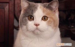怎呢样预防猫传腹,猫咪怎样预防猫传腹,猫黄芙提前检测预防，如何预防猫咪传腹