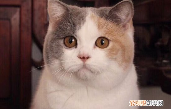 怎呢样预防猫传腹,猫咪怎样预防猫传腹,猫黄芙提前检测预防，如何预防猫咪传腹