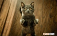 猫下泌尿道症候群,幼猫猫下泌尿道症候群,，猫咪下泌尿综合症