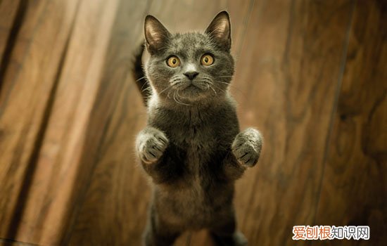 猫下泌尿道症候群,幼猫猫下泌尿道症候群,，猫咪下泌尿综合症