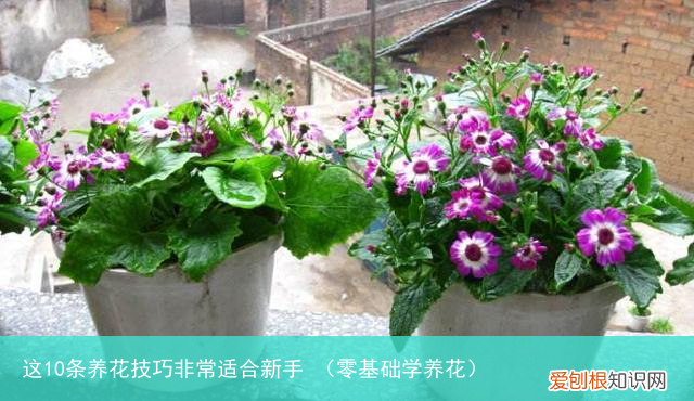 零基础学养花 这10条养花技巧非常适合新手