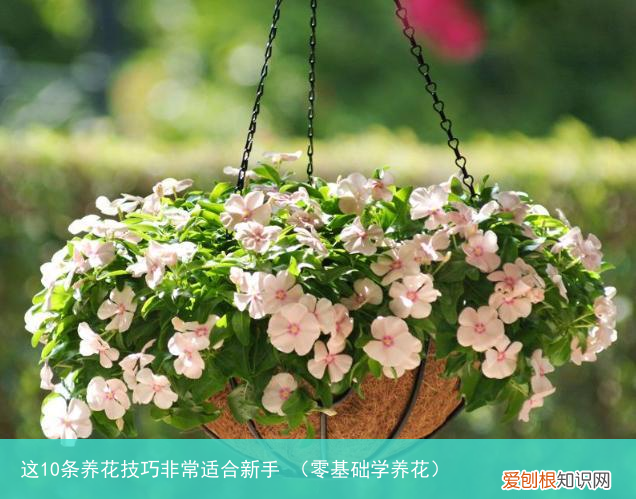 零基础学养花 这10条养花技巧非常适合新手