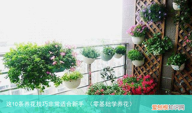 零基础学养花 这10条养花技巧非常适合新手