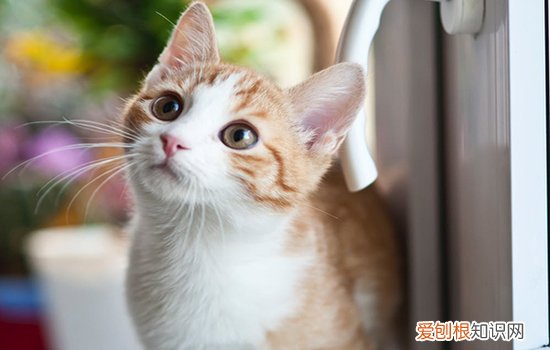 猫下泌尿道综合征的治疗及预防,猫下泌尿道综合征如何治疗,猫下泌尿道疾病怎么治