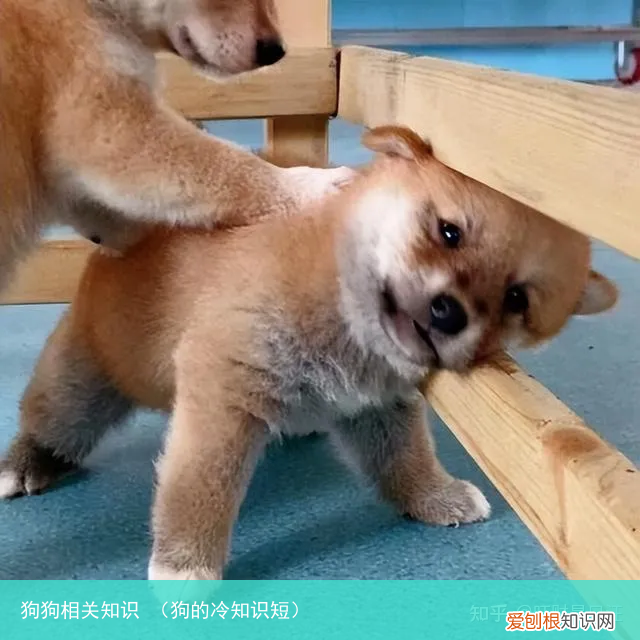 狗的冷知识短 狗狗相关知识
