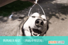 狗的冷知识短 狗狗相关知识