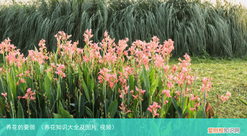 养花知识大全及图片 视频 养花的要领