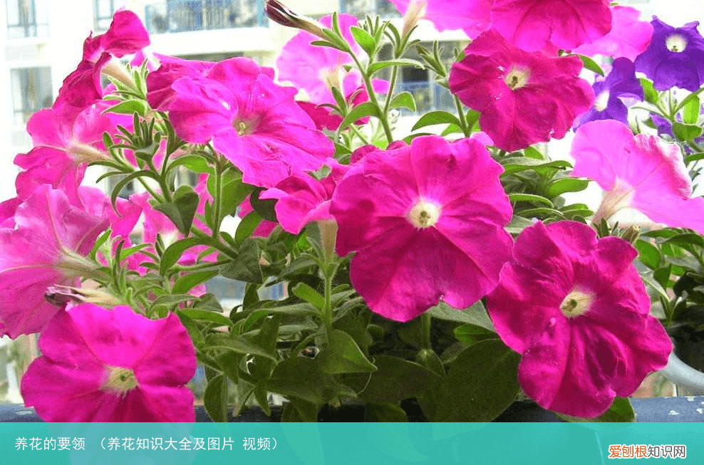 养花知识大全及图片 视频 养花的要领