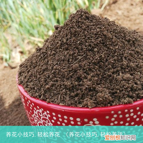 养花小技巧,轻松养活 养花小技巧,轻松养花