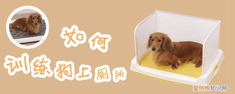如何训练狗上厕所