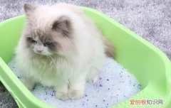 布偶猫抑郁了怎么办,布偶猫抑郁症怎么办,猫抑郁了怎么办，布偶猫自闭了怎么办
