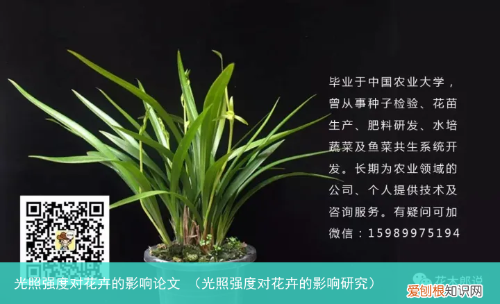 光照强度对花卉的影响研究 光照强度对花卉的影响论文