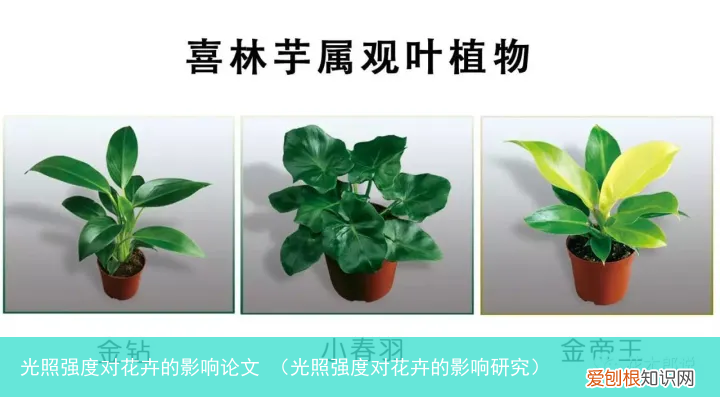 光照强度对花卉的影响研究 光照强度对花卉的影响论文