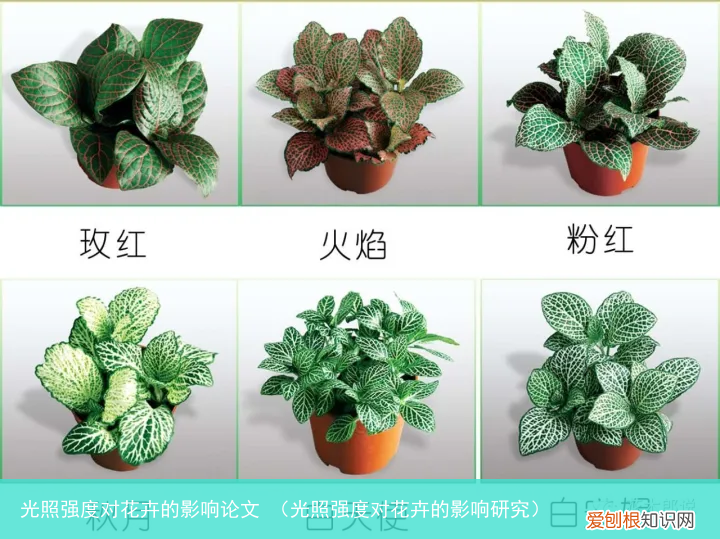 光照强度对花卉的影响研究 光照强度对花卉的影响论文