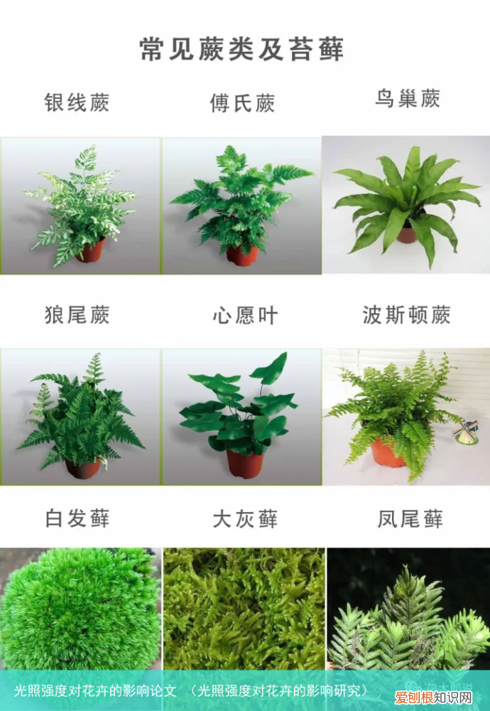 光照强度对花卉的影响研究 光照强度对花卉的影响论文