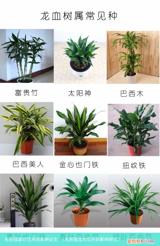 光照强度对花卉的影响研究 光照强度对花卉的影响论文