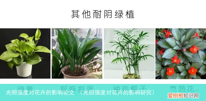 光照强度对花卉的影响研究 光照强度对花卉的影响论文