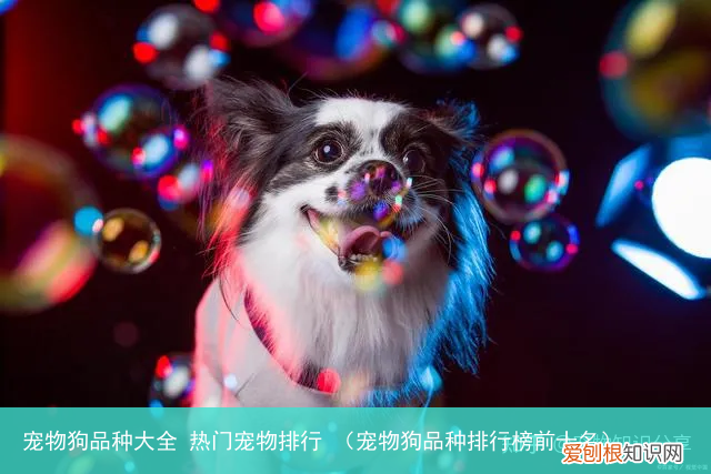 宠物狗品种排行榜前十名 宠物狗品种大全 热门宠物排行