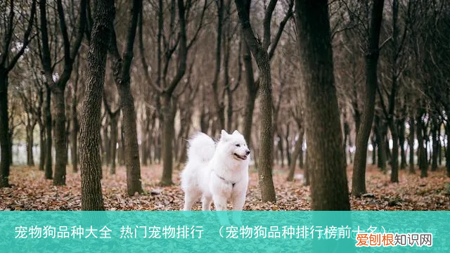 宠物狗品种排行榜前十名 宠物狗品种大全 热门宠物排行