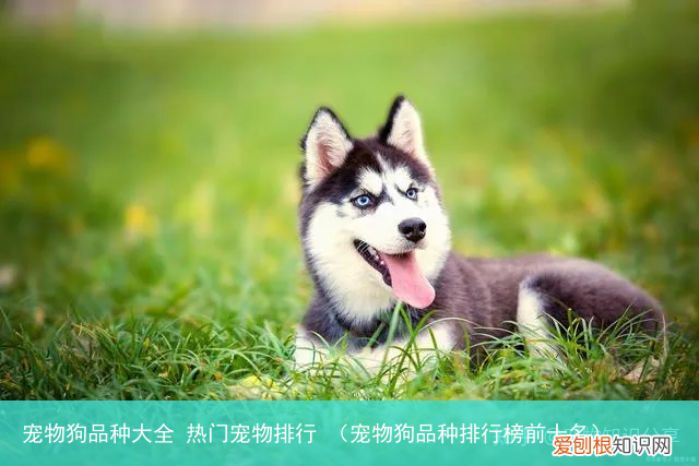 宠物狗品种排行榜前十名 宠物狗品种大全 热门宠物排行