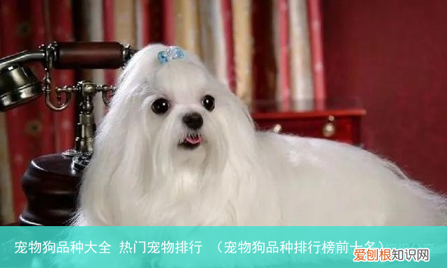 宠物狗品种排行榜前十名 宠物狗品种大全 热门宠物排行