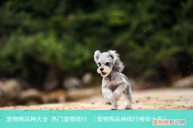 宠物狗品种排行榜前十名 宠物狗品种大全 热门宠物排行