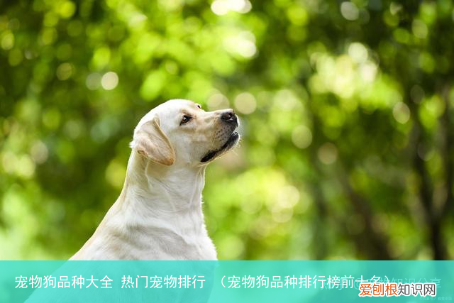 宠物狗品种排行榜前十名 宠物狗品种大全 热门宠物排行