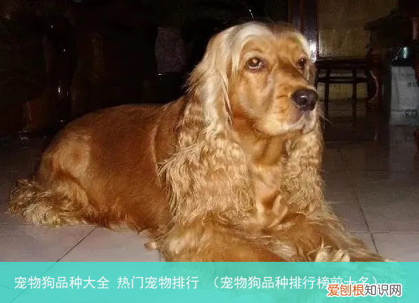 宠物狗品种排行榜前十名 宠物狗品种大全 热门宠物排行
