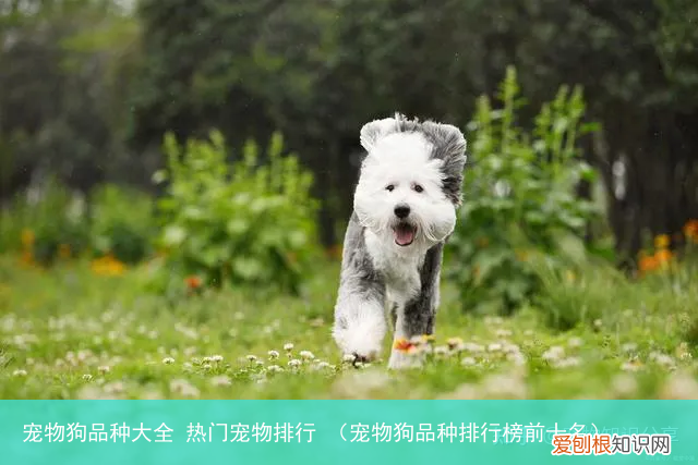 宠物狗品种排行榜前十名 宠物狗品种大全 热门宠物排行