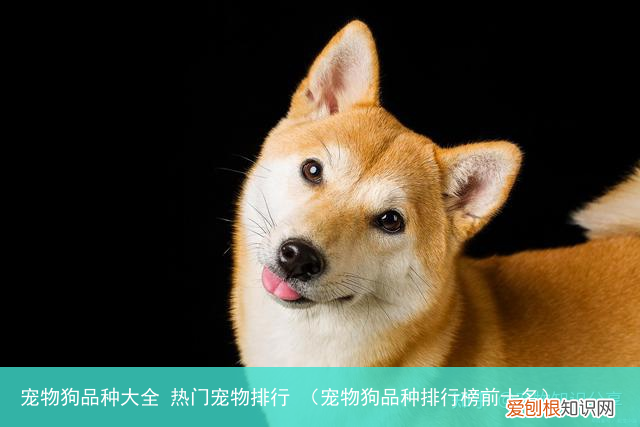 宠物狗品种排行榜前十名 宠物狗品种大全 热门宠物排行