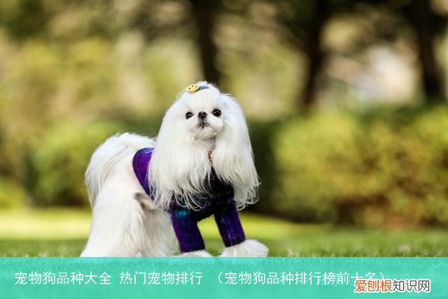 宠物狗品种排行榜前十名 宠物狗品种大全 热门宠物排行