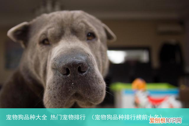 宠物狗品种排行榜前十名 宠物狗品种大全 热门宠物排行