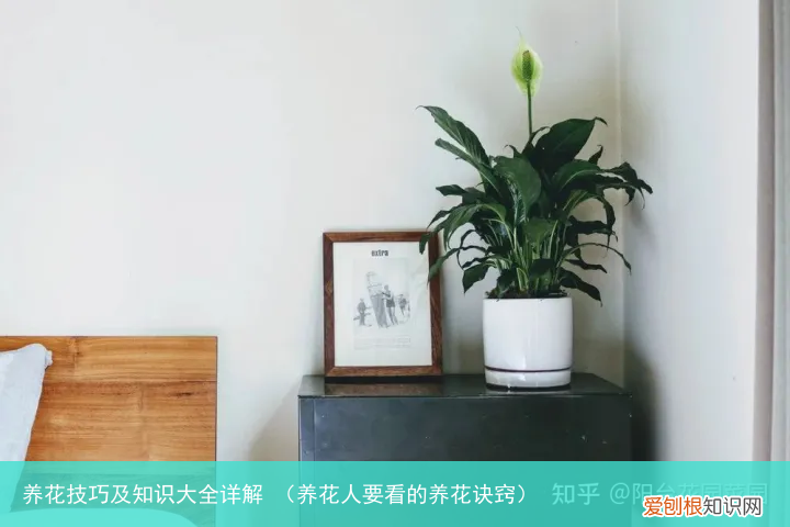 养花人要看的养花诀窍 养花技巧及知识大全详解