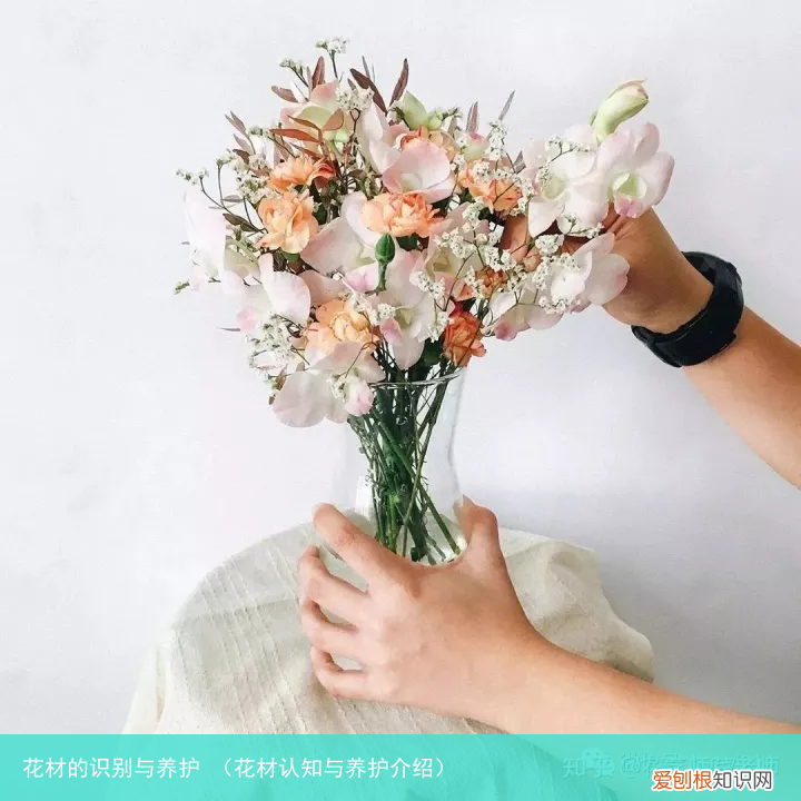 花材认知与养护介绍 花材的识别与养护