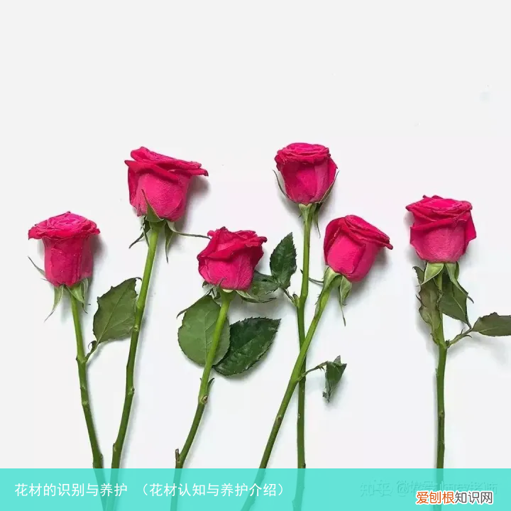 花材认知与养护介绍 花材的识别与养护