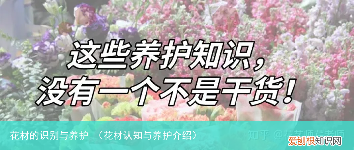 花材认知与养护介绍 花材的识别与养护