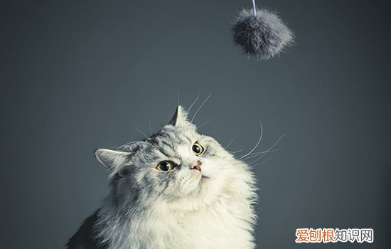 布偶猫感冒了咋办,布偶猫感冒了吃什么药,布偶猫感冒打喷嚏，布偶猫感冒了怎么办