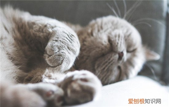 猫爪热是什么症状,猫爪热是什么原因,猫抓病是什么，猫爪热是怎么回事