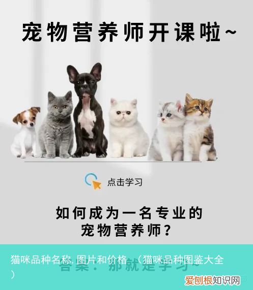 猫咪品种图鉴大全 猫咪品种名称,图片和价格