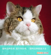 猫咪品种图鉴大全 猫咪品种名称,图片和价格