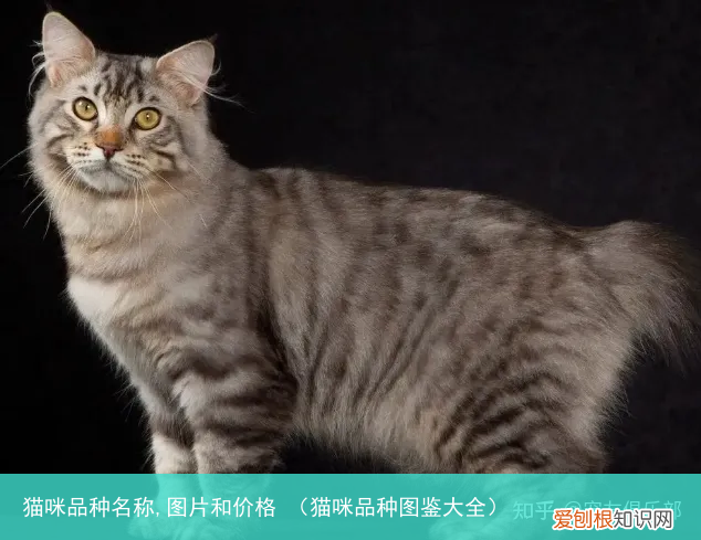 猫咪品种图鉴大全 猫咪品种名称,图片和价格