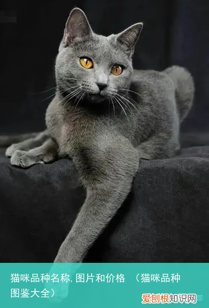 猫咪品种图鉴大全 猫咪品种名称,图片和价格