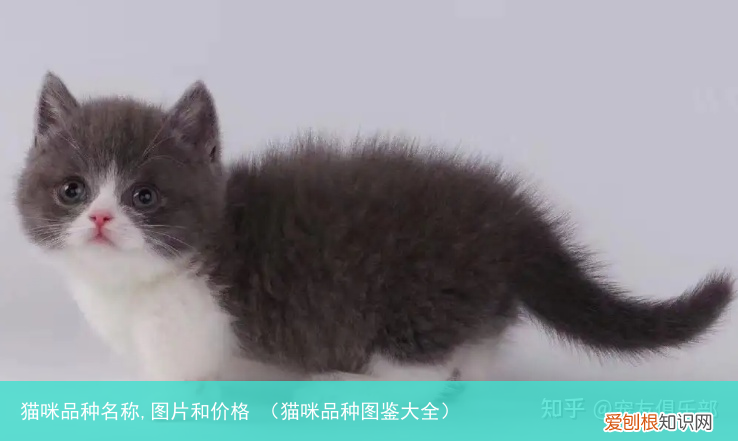 猫咪品种图鉴大全 猫咪品种名称,图片和价格