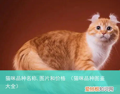 猫咪品种图鉴大全 猫咪品种名称,图片和价格