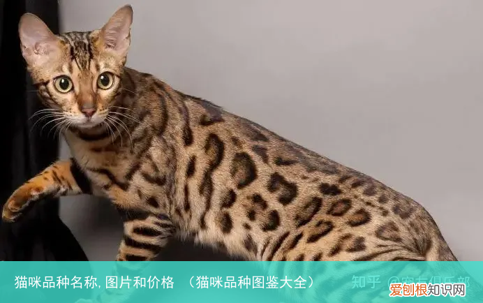 猫咪品种图鉴大全 猫咪品种名称,图片和价格