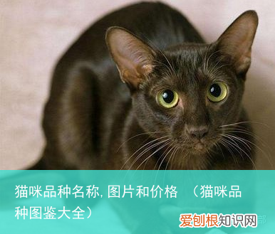 猫咪品种图鉴大全 猫咪品种名称,图片和价格