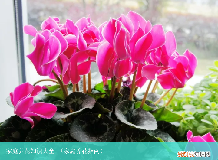 家庭养花指南 家庭养花知识大全