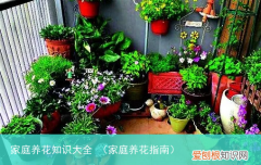 家庭养花指南 家庭养花知识大全