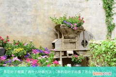 养的花叶子枯萎了怎么办 养花叶子都黄了有什么补救方法