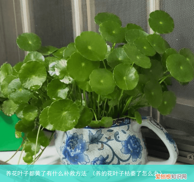 养的花叶子枯萎了怎么办 养花叶子都黄了有什么补救方法